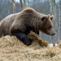 Eesti 1000-pealises karude populatsiooni küttimismahust osa jäetakse seekord varuks kahjustuskollete tarbeks