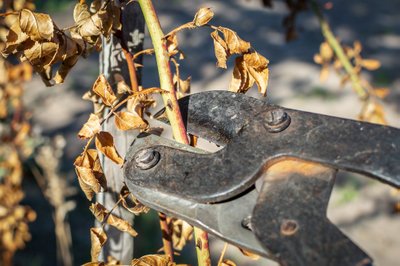 Pruning,Cultivar,Rose,(rosa,Sp.),With,Garden,Secateurs,In,The