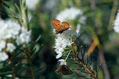 Бабочки на багульнике болотном (Ledum palustre L.), по-эстонски – sookail