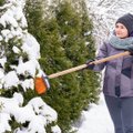 HÜVA NÕU | Osad taimed tuleb paksust lumemütsist kiiresti vabastada
