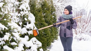 ПОЛЕЗНО ЗНАТЬ | Какие растения нужно быстро освобождать от толстой снежной шапки? 