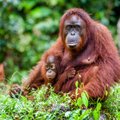 Borneo orangutanide arv on ehmatavalt kiiresti vähenenud