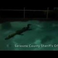 VIDEO | Ehmunud Florida perekond leidis oma basseinist veemõnusid nautiva alligaatori