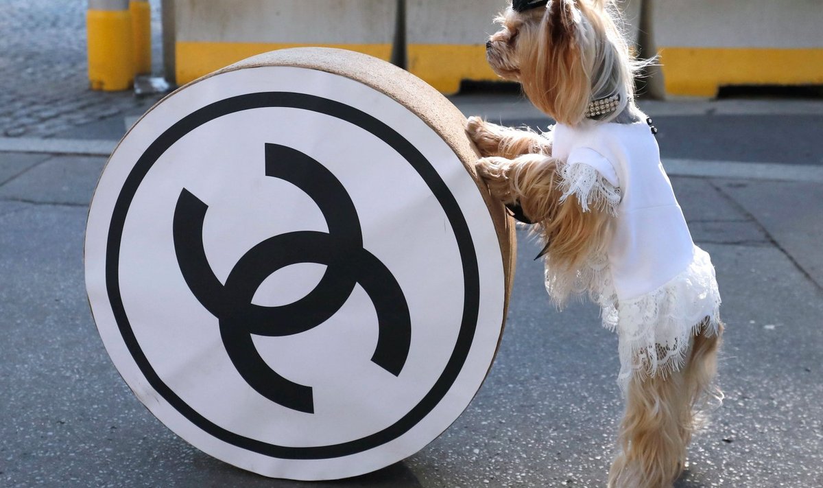 Koer poseerimas Chaneli logoga enne sügis-talve Haute Couture moeetendust