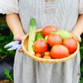 Овощи, которые дозреют дома: какие именно можно собирать и как их хранить