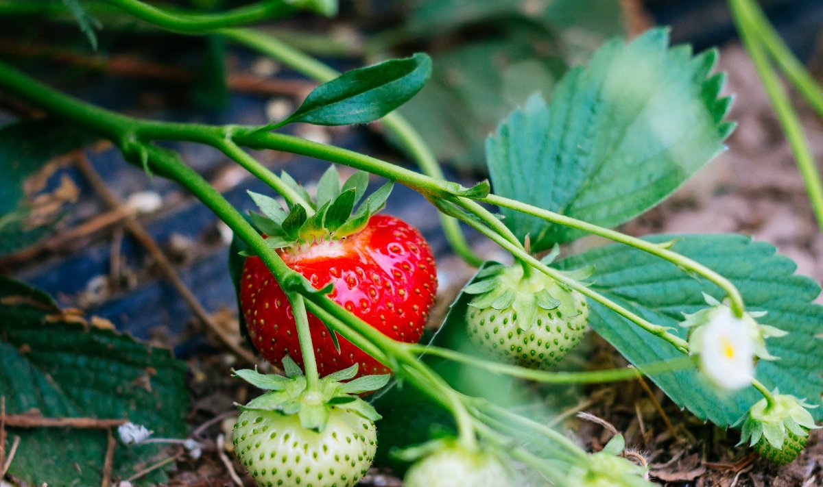 Mõne varajast sorti taime võib istutada kasvuhoonesse, siis saab eriti vara maasikaid.