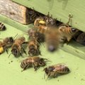 Taimekaitse tõttu ei hukkunud sel aastal teadaolevalt ühtegi mesilasperet