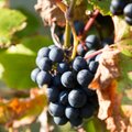EESTI ILM 2100: Kas hakkame kasvatama maisi ja viinamarju?