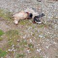 Täna hommikul toimus kahe lamba surmaga lõppenud rongiõnnetus