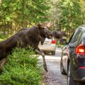 Loomad tekitavad segadust teedel ja linnas: millal tasub autoroolis eriti ettevaatlik olla?