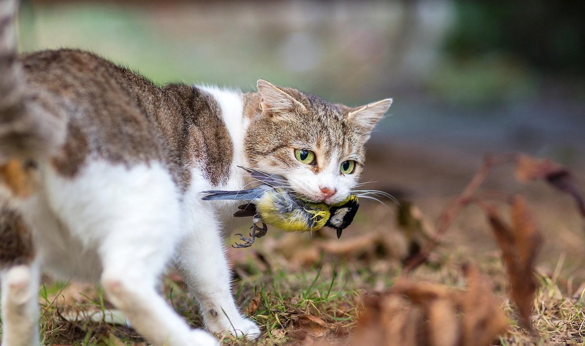 MILJONID HUKKUNUD LINNUD: Linna luusima lubatud kassid kasutavad kiskja instinkte väga vabalt.