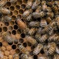 Eesti-Vene piiri turvas mesilaspere