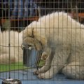 PetCity veterinaar: enam kui pool lemmikloomadest on ülekaalulised