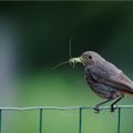 Lindude pideval sabaga vehkimisel on märksa sügavam mõte, kui võiks arvata