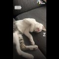 VIDEO | See kassipoeg armastab eriti piinlikke mänguasju