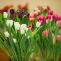 Kevad on käes ja kodud täituvad imekaunite tulpidega — siin on viis kavalt nippi, kuidas värskete tulpide eest hoolt kanda, et nad liiga kiiresti ära ei närtsiks