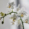 Mida tasuks teada orhideede puhkeperioodist?