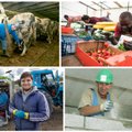 EKRE tahab põllumajandushooaega lühendada ja võõrtöölistele kahekordset keskmist palka