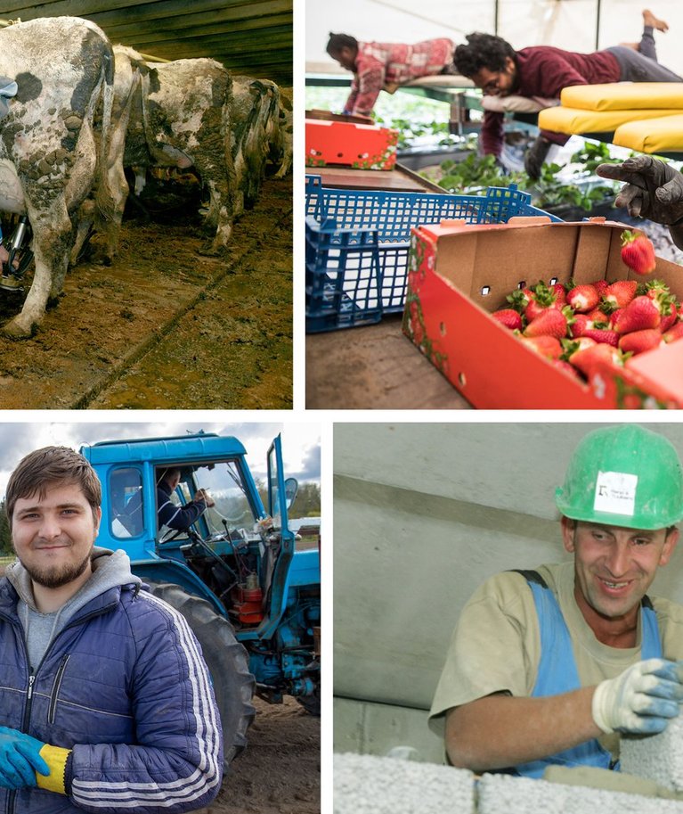 Kokku töötab Eestis põllumajanduses ja aianduses umbes 3000 välismaalast, peamiselt ukrainlast.