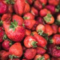 Vaata, kui palju maksavad praegu turul Eesti maasikad!