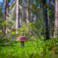 Грибной сезон в разгаре: собирайте в лесу только те грибы, которые вы точно знаете!