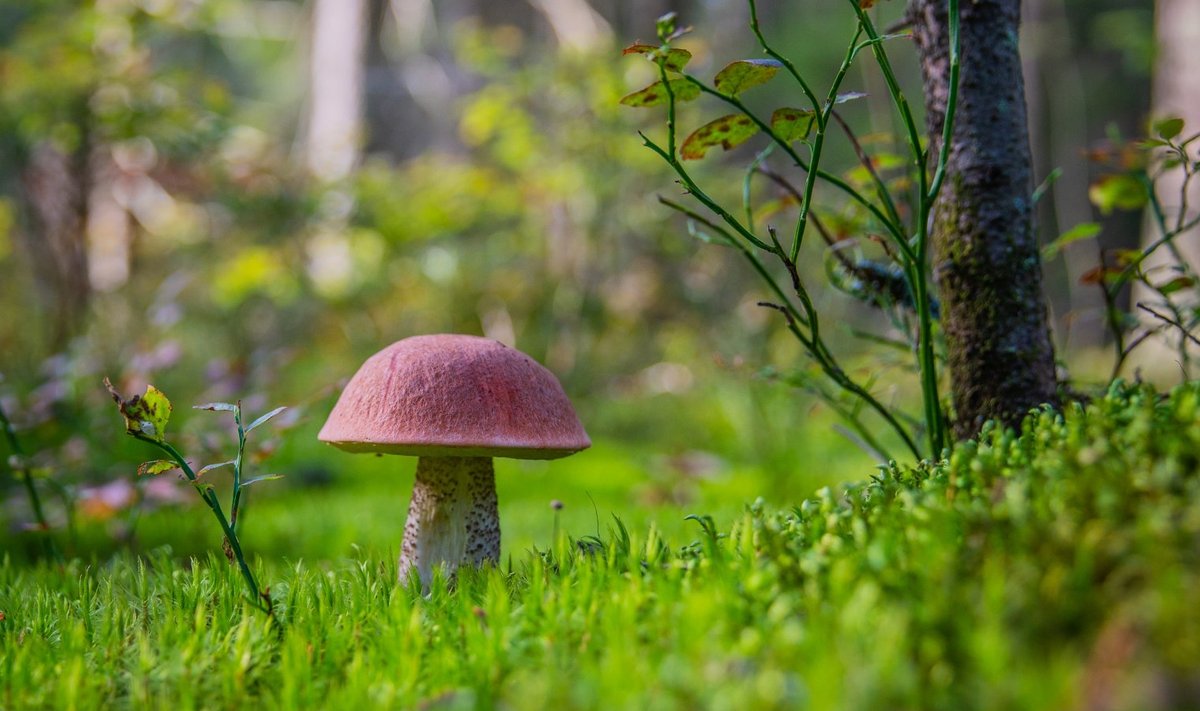 Грибной сезон в самом разгаре: собирай грибы в лесу, как знаешь точно! - Яна