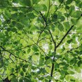 Soojeneva kliimaga Eesti metsadesse võiks sobida pöök, keerdmänd, hübriidlehis ja paplid