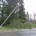FOTOD: Ääsmäel kukkus puu elektriliinidele