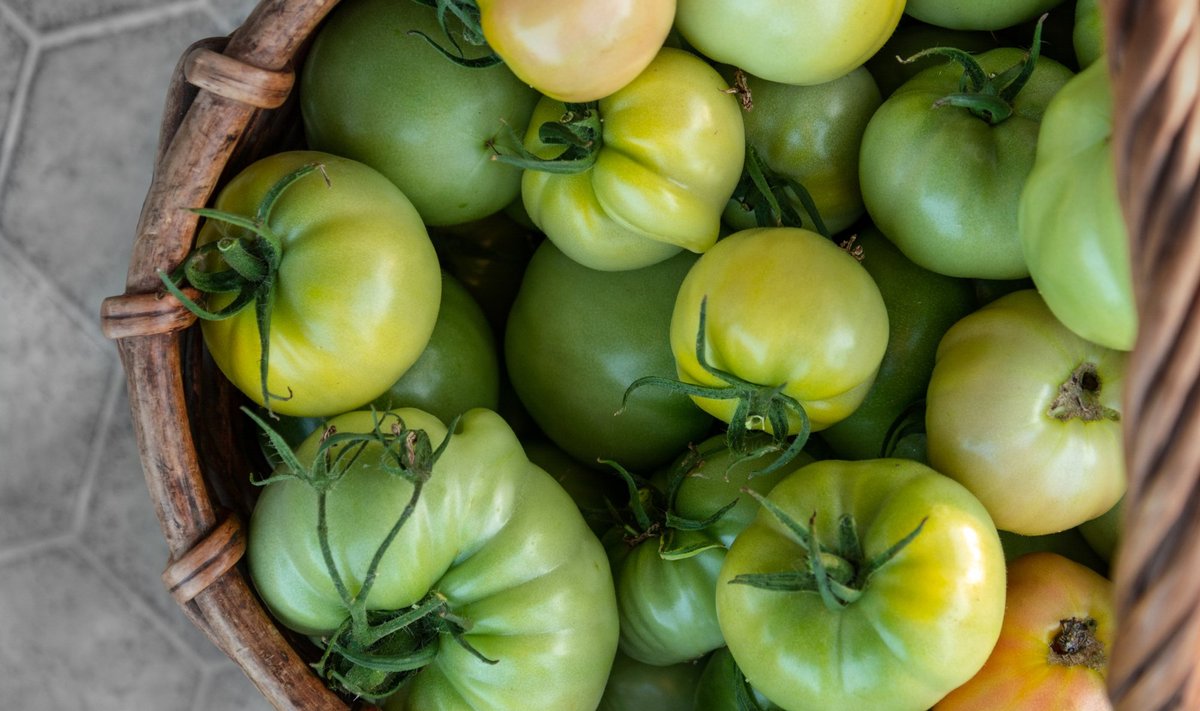 Rohelised tomatid järelküpsevad õige hoiustamise korral kenasti punaseks.