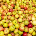 MÜÜT VÕI TÕDE | Kas üks õun päevas hoiab vähi eemale?