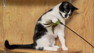 Kasside kevadine pulmapidu mängib tulevaste eludega kulli ja kirja