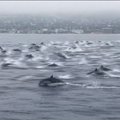 VIDEO | Californias märgati lainetel liuglemas ülisuurt delfiiniparve