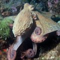 Suur põgenemine: nutikas kaheksajalg tegi eriti kavalal moel akvaariumist vehkat