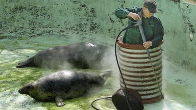LÕBUS VIDEO | Tallinna loomaaia hülged lõbutsevad basseinipuhastusel
