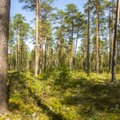 Uuring: metsa- ja puidusektoril on võtmeroll Lõuna-Eesti inimeste toimetulekus 