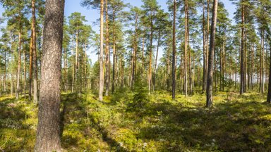 Uuring: metsa- ja puidusektoril on võtmeroll Lõuna-Eesti inimeste toimetulekus 