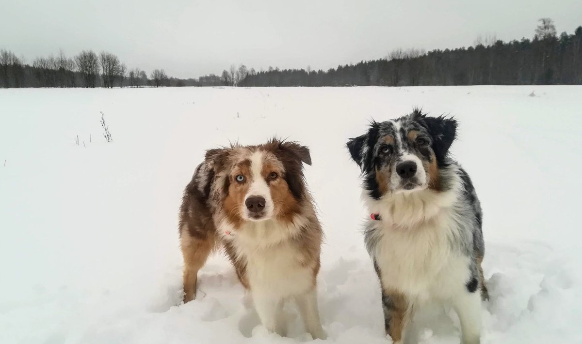 Sandy ja Zoey hommikusel jalutuskäigul.