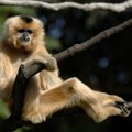 Looduse ime või uskumatu juhus? Loomaaias eraldi elav ahv jäi  tiineks imepisikese seinaaugu kaudu