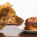 Jõulusöök koos lemmikloomaga – mida lubada, mida mitte