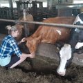 FOTOD | Muuluka farm kutsub Eesti suurimat maatõugu lehmakarja vaatama
