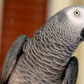 Maailmarändurist papagoi omandas kaotsis olles hispaania keele