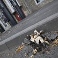 FOTOD | Pirakas seen kasvas läbi Kultuurikatla teekatte. Mükoloog: tõenäoliselt hävitas asfaldi šampinjon