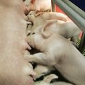 Ka sealiha läheb oluliselt kallimaks: varsti on kõik eestlased veganid!
