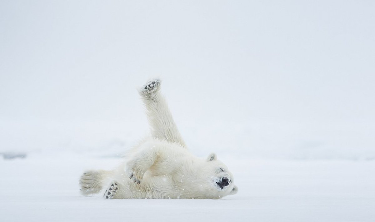 Polaarjooga. Jääkaru mõnuleb lumisel jääl. Teravmäed.
