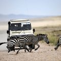 Kohus: Serengeti on gnuude ja sebrade migratsiooniala, kiirteed sinna ehitada ei tohi