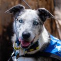 VIDEO KANGELASTEST | Imelised koerad, kes aitavad surma trotsides Austraalia tulemöllust koaalasid päästa